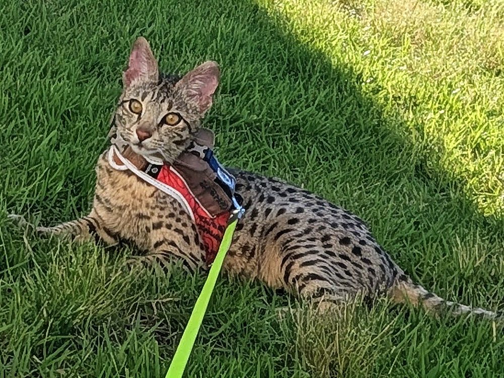 Aven outdoors in the grass on his leash