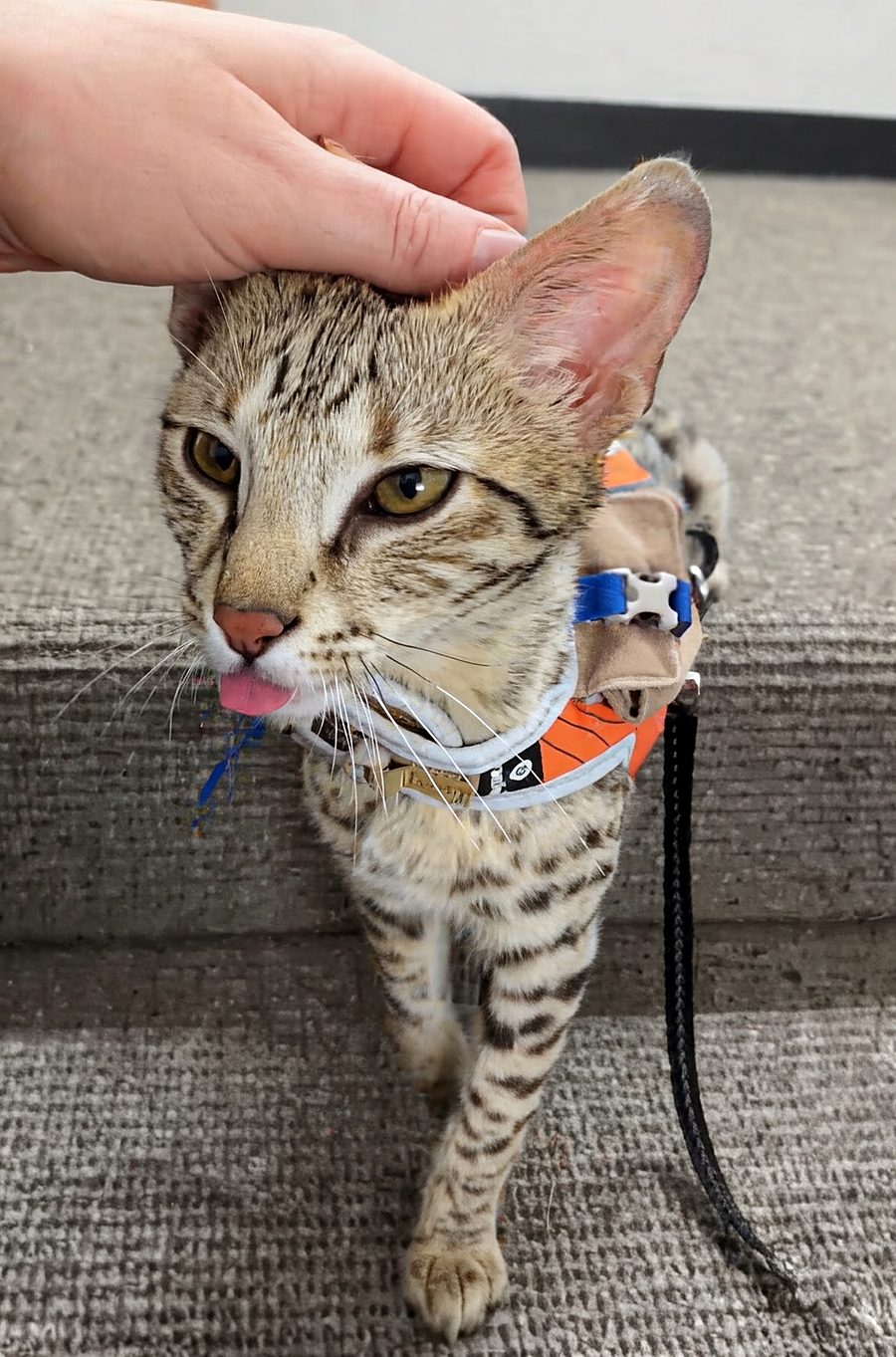 Aven in his harness, tongue out, mid-chin-scratch