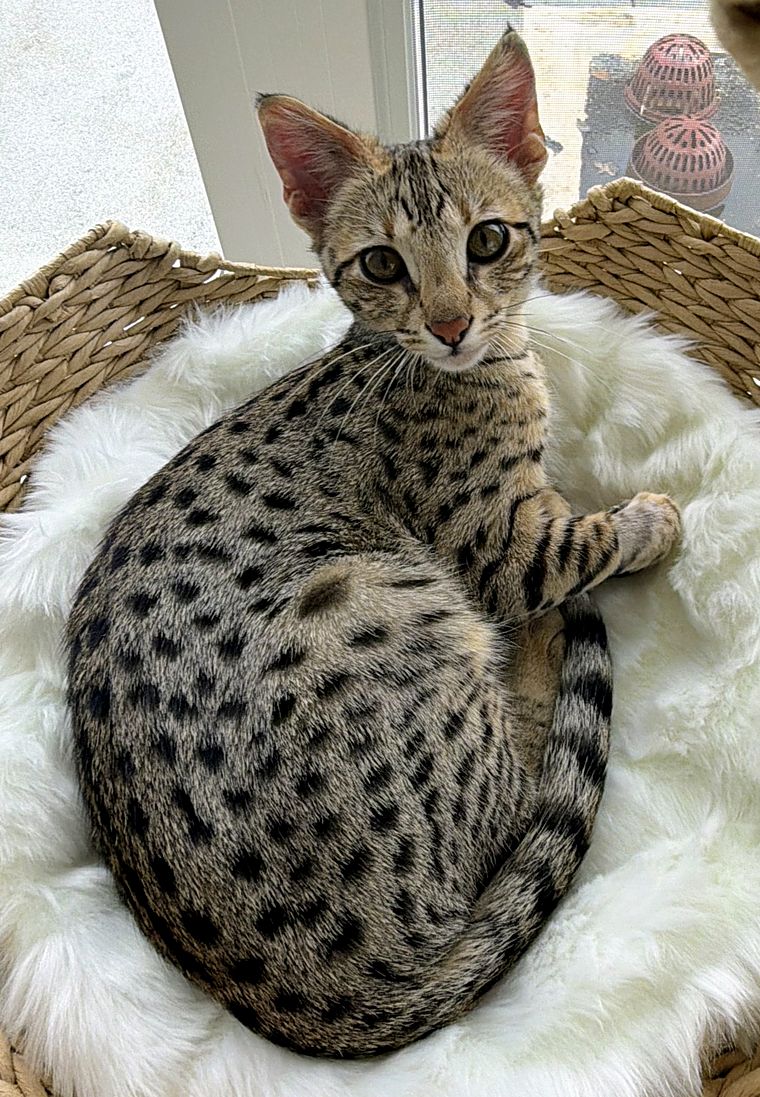 Aven curled in his basket bed, looking up, his full spotted coat visible