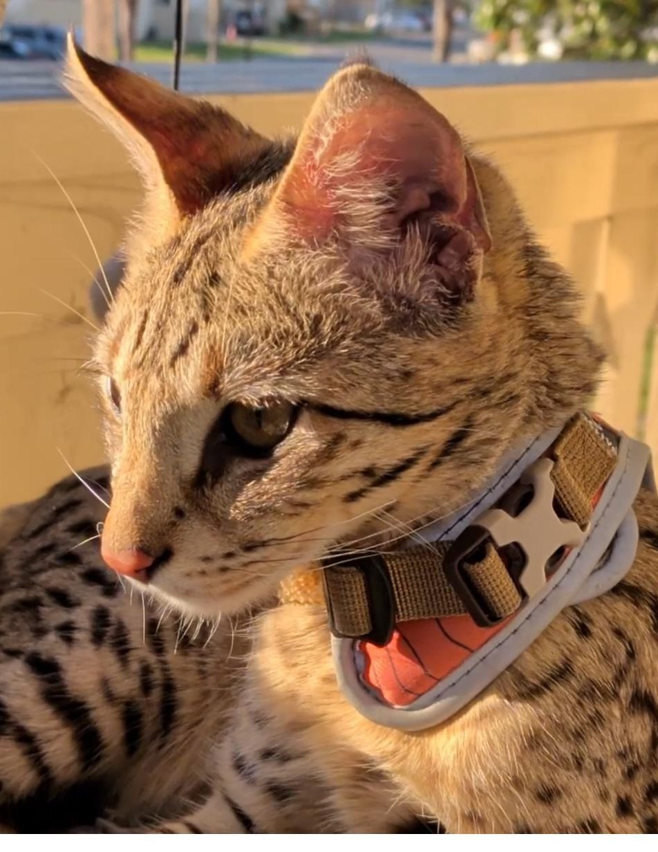 Aven in profile, large ears upright, wearing his harness