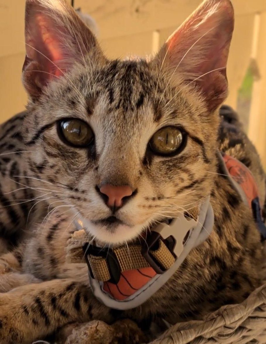 Aven facing the camera in his harness
