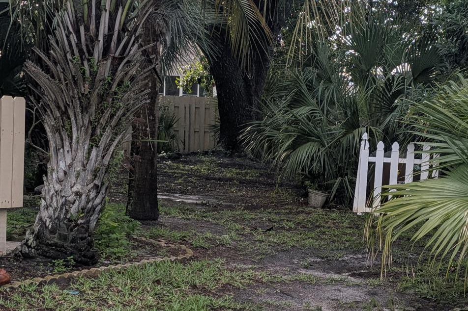Palms, fence line and brush near the property — the kind of cover a frightened cat hides in