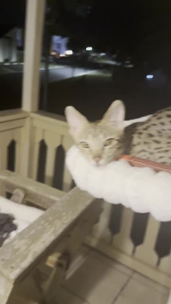 Aven resting on his balcony perch at night, eyes to the camera