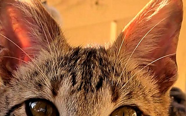 Close-up of Aven's tall ears