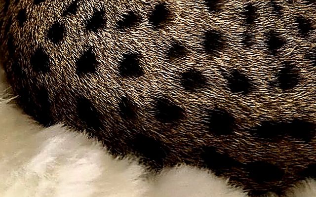 Aven's round black spots on gold