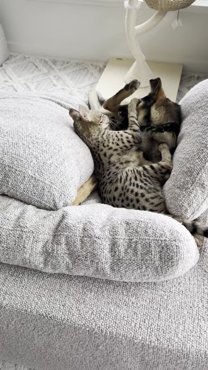 Aven playing with a small dog on a couch, round spots and banded tail visible