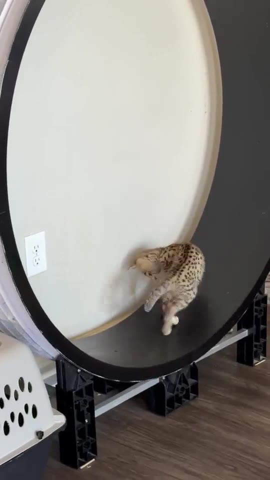 Baby Aven on a cat exercise wheel, spotted coat visible